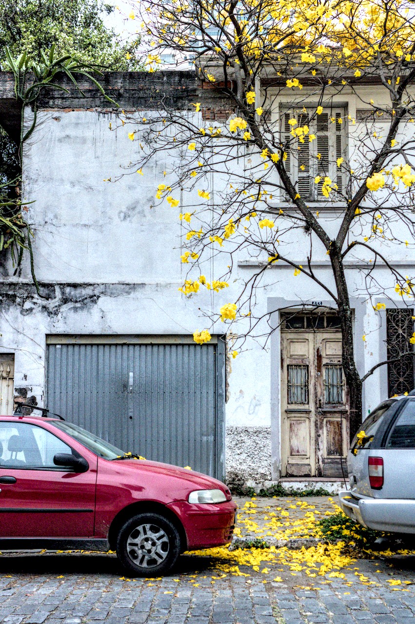 Floração dos ypês em setembro. Árvore solta flores amarelas em frente a sobrado antigo e sobre carros estacionados.