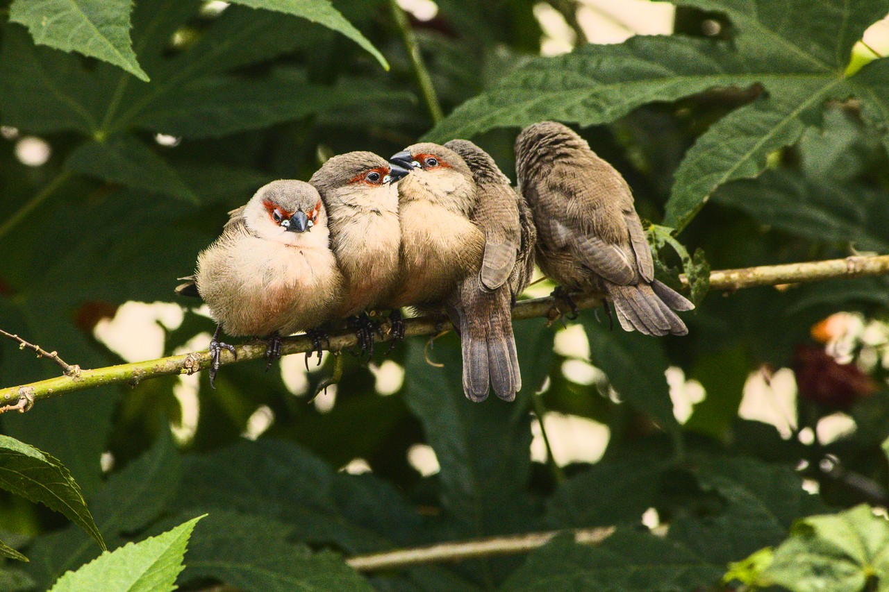 Encontro de irmãos. Cinco filhotes de pássaro sobre galho fino; o segundo e o terceiro dão beijo fraternal.