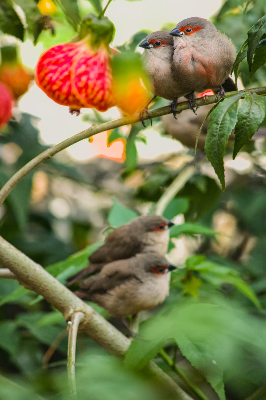 Amor fraternal passariforme. Dois pássaros se reúnem sobre galho; ao fundo, desfocado, mais um par.