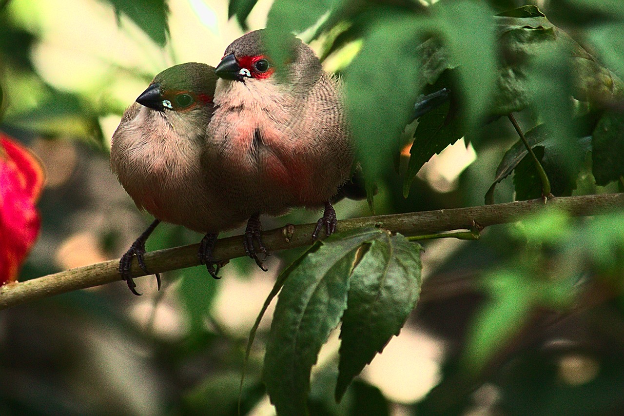Dois irmãos. Dois pássaros sobre galho: um apoia a cabeça sobre o ombro do outro.