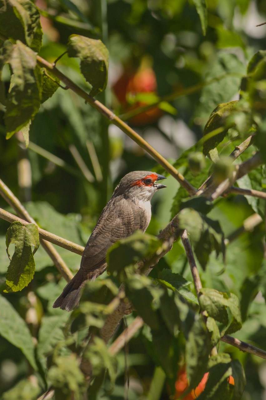 Canto solitário. Pássaro canta solitário entre galhos.