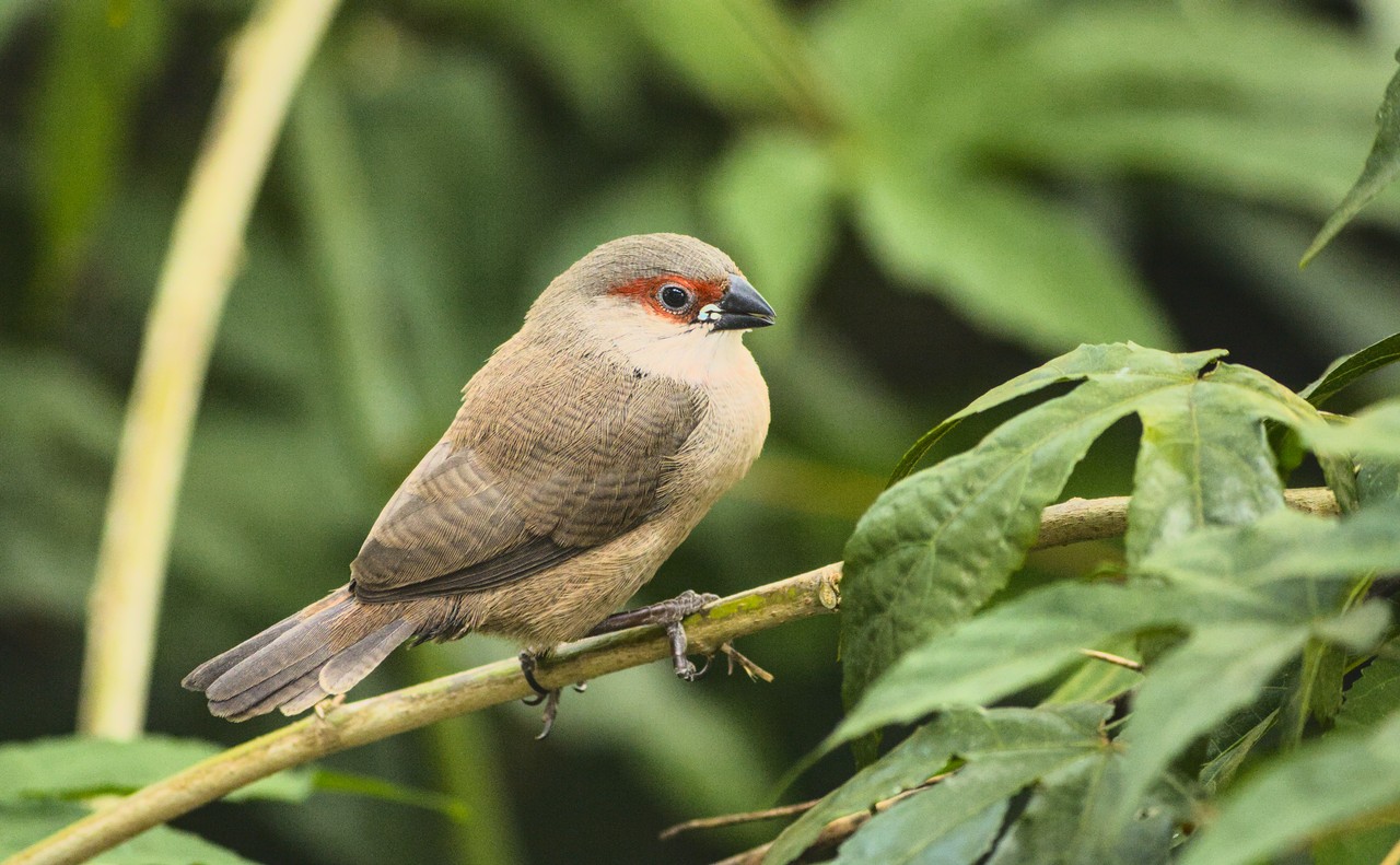 Descanso do filhote de pássaro. Pássaro sozinho repousa sobre galho.