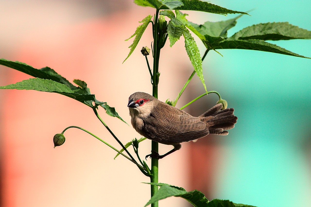 Bico-de-lacre destemido. Pássaro se equilibra em galho vertical e encara a câmera.