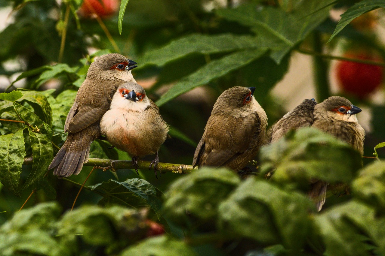 O irmão distinto. Cinco pássaros de costas em galho enquanto um encara a câmera.
