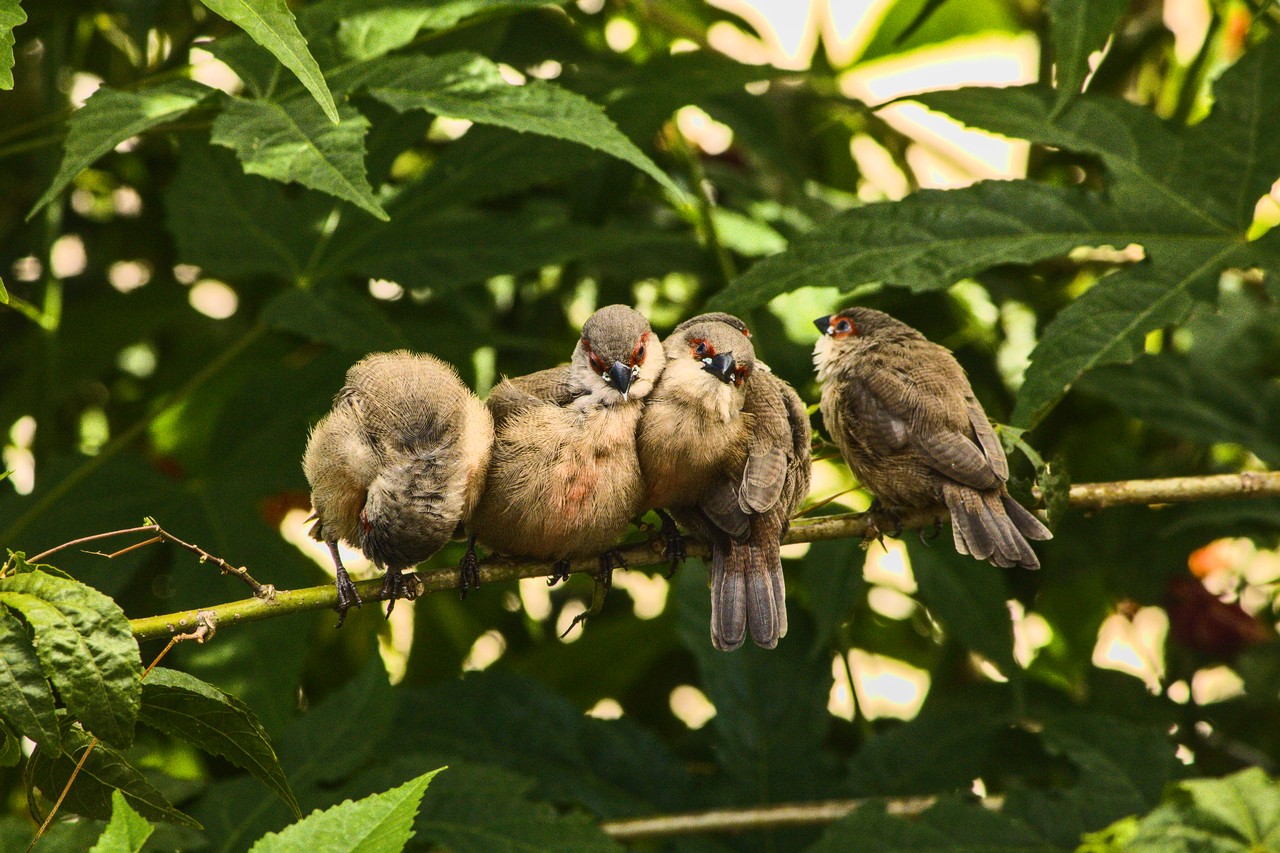 Preguiça matinal. Cinco pássaros se amontoam sobre galho.