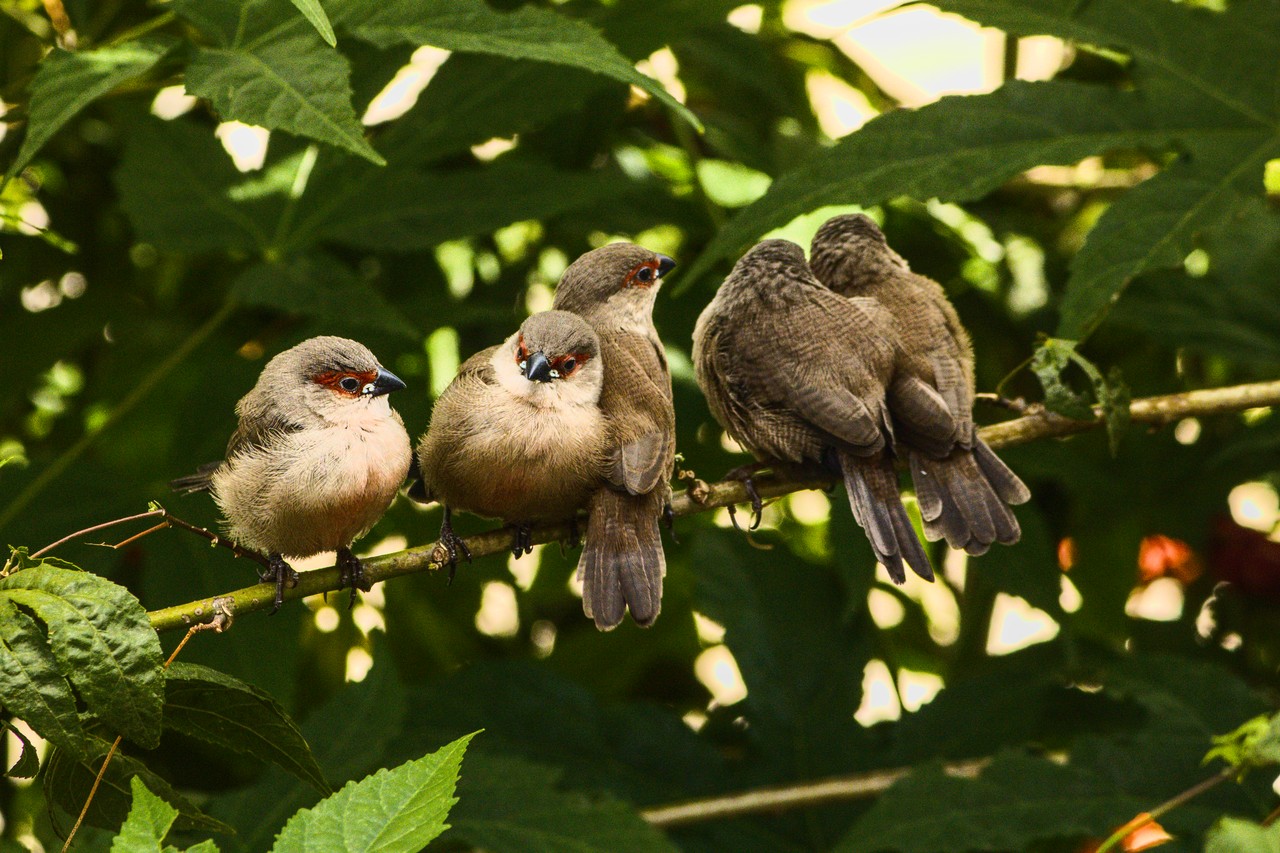 Amor fraternal passariforme. Cinco pássaros se amontoam sobre galho.