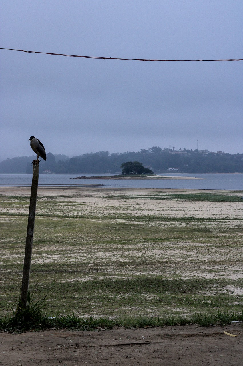 Olhares à Guarapiranga. Ave em primeiro plano sobre um toco de madeira; ao fundo, ilhéu em represa, tarde nublada.