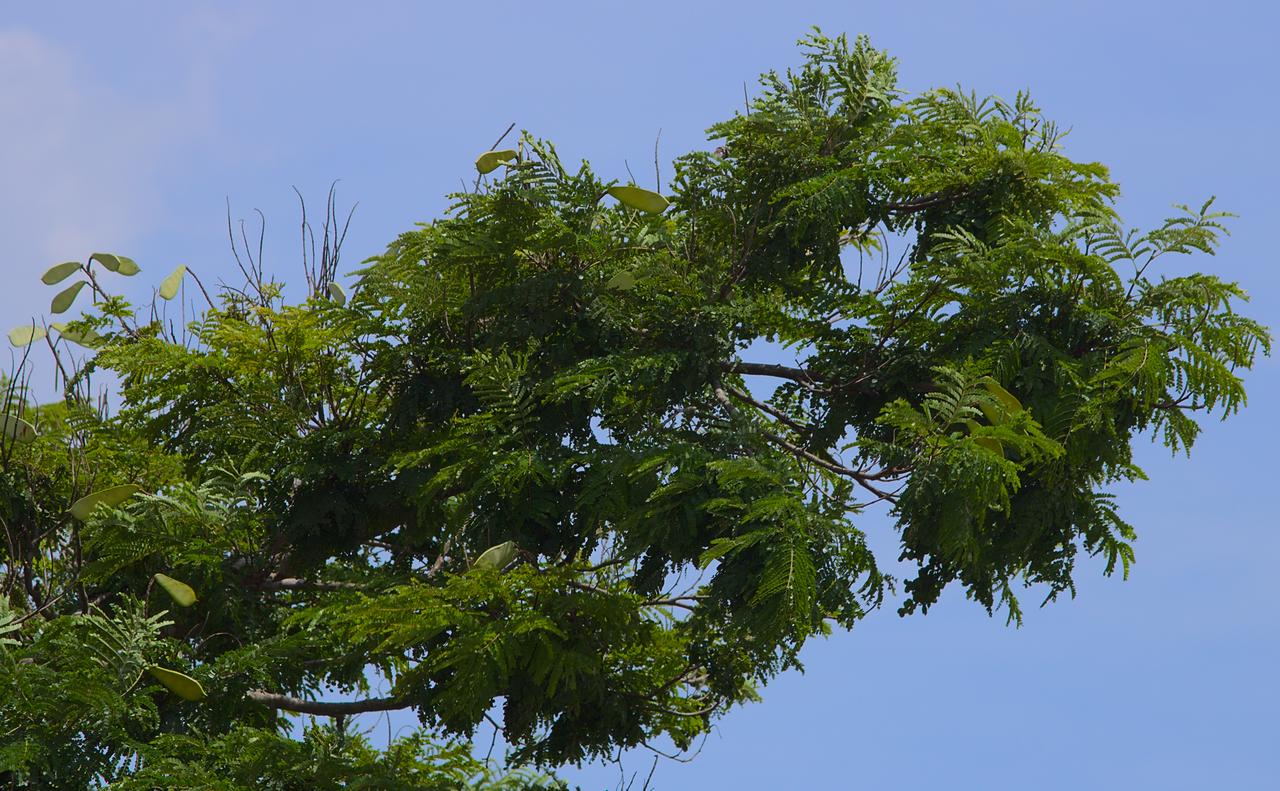 Sibipiruna em 21 de janeiro de 2021 Sibipiruna em 21 de janeiro de 2021
