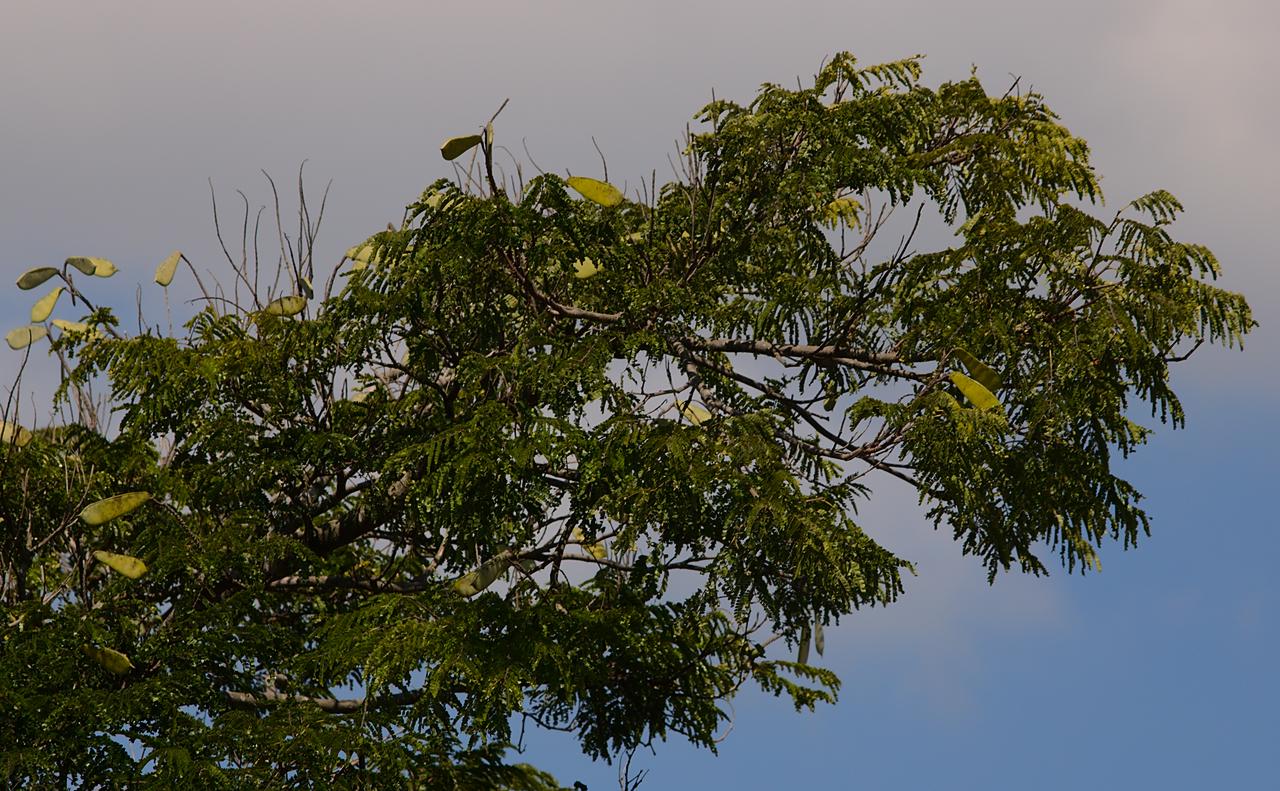 Sibipiruna em 24 de abril de 2021 Sibipiruna em 24 de abril de 2021