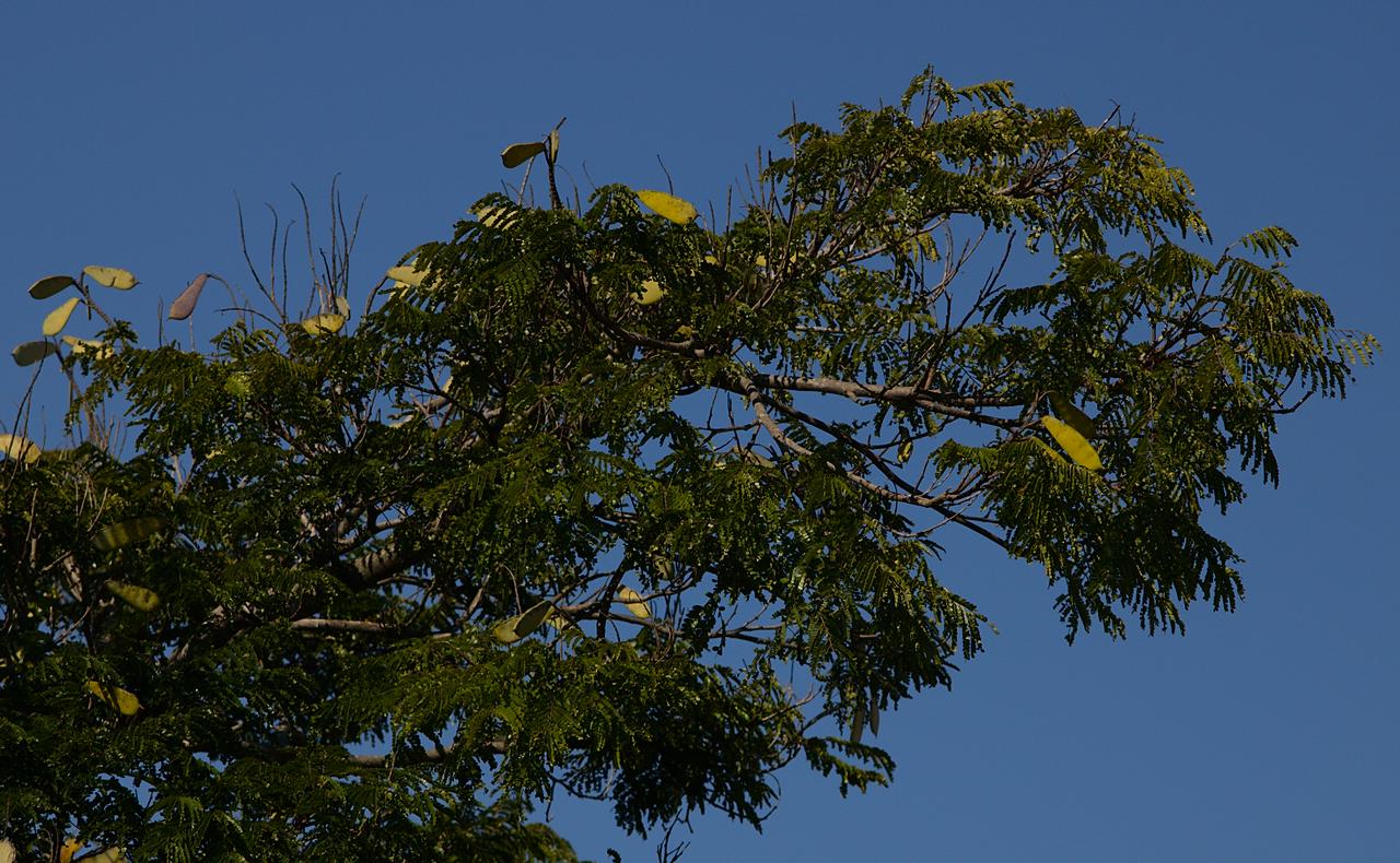 Sibipiruna em 21 de maio de 2021 Sibipiruna em 21 de maio de 2021