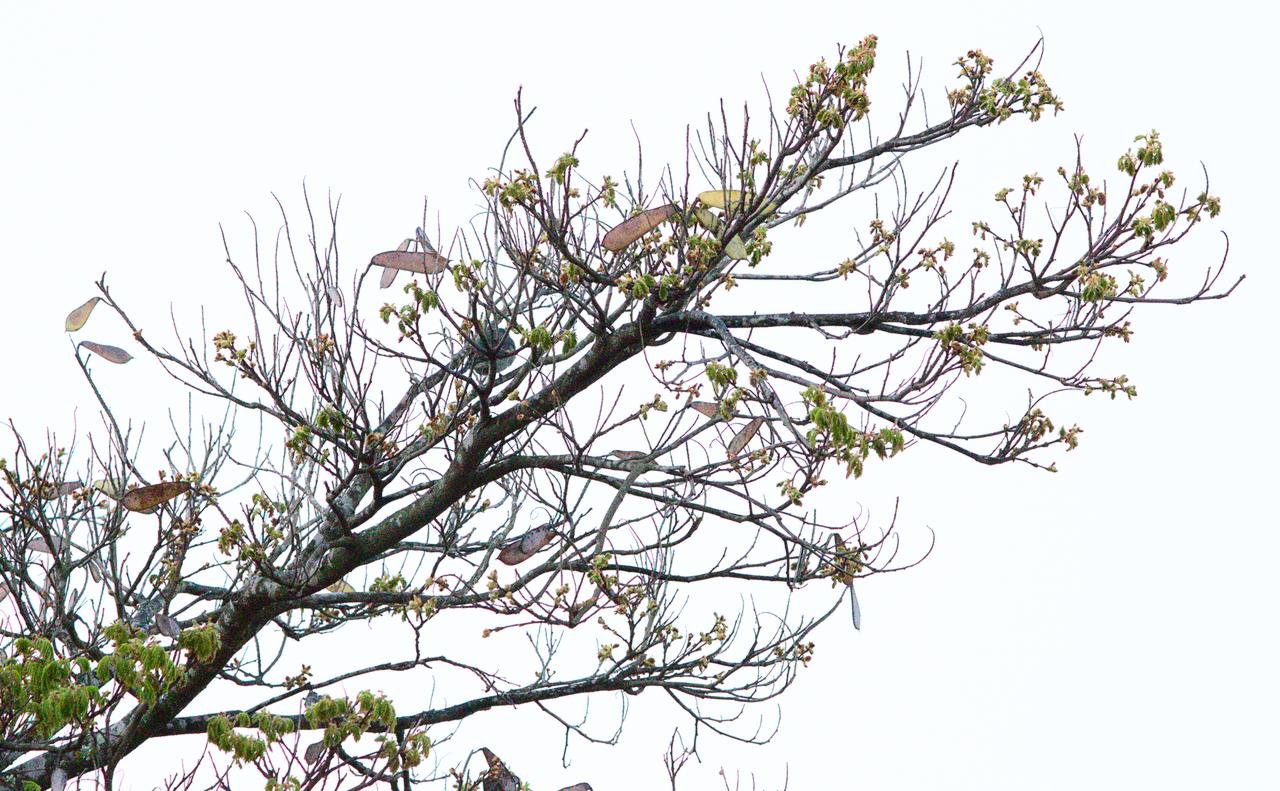 Mosaico de ramo de sibipiruna ao longo das estações