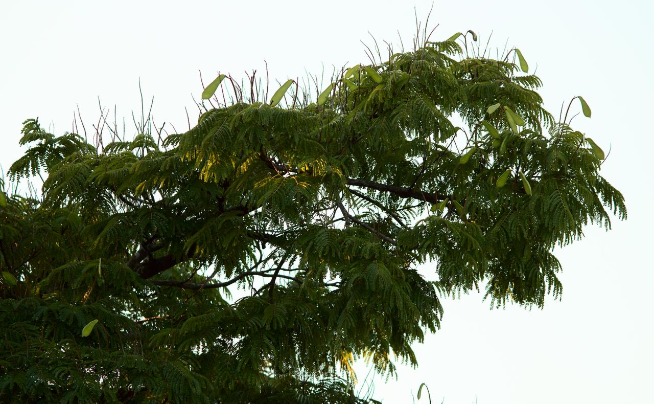 Sibipiruna em 17 de novembro de 2021 Sibipiruna em 17 de novembro de 2021